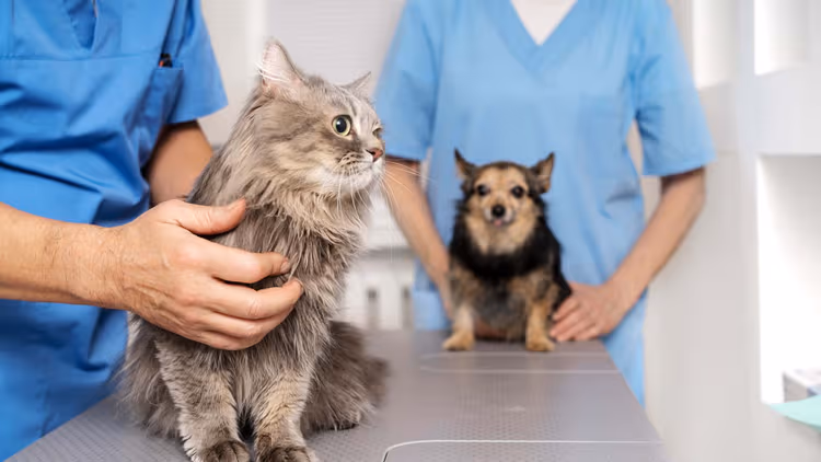 Pet IV Veteriner Kliniği - Evcil hayvanınız için profesyonel sağlık hizmetleri