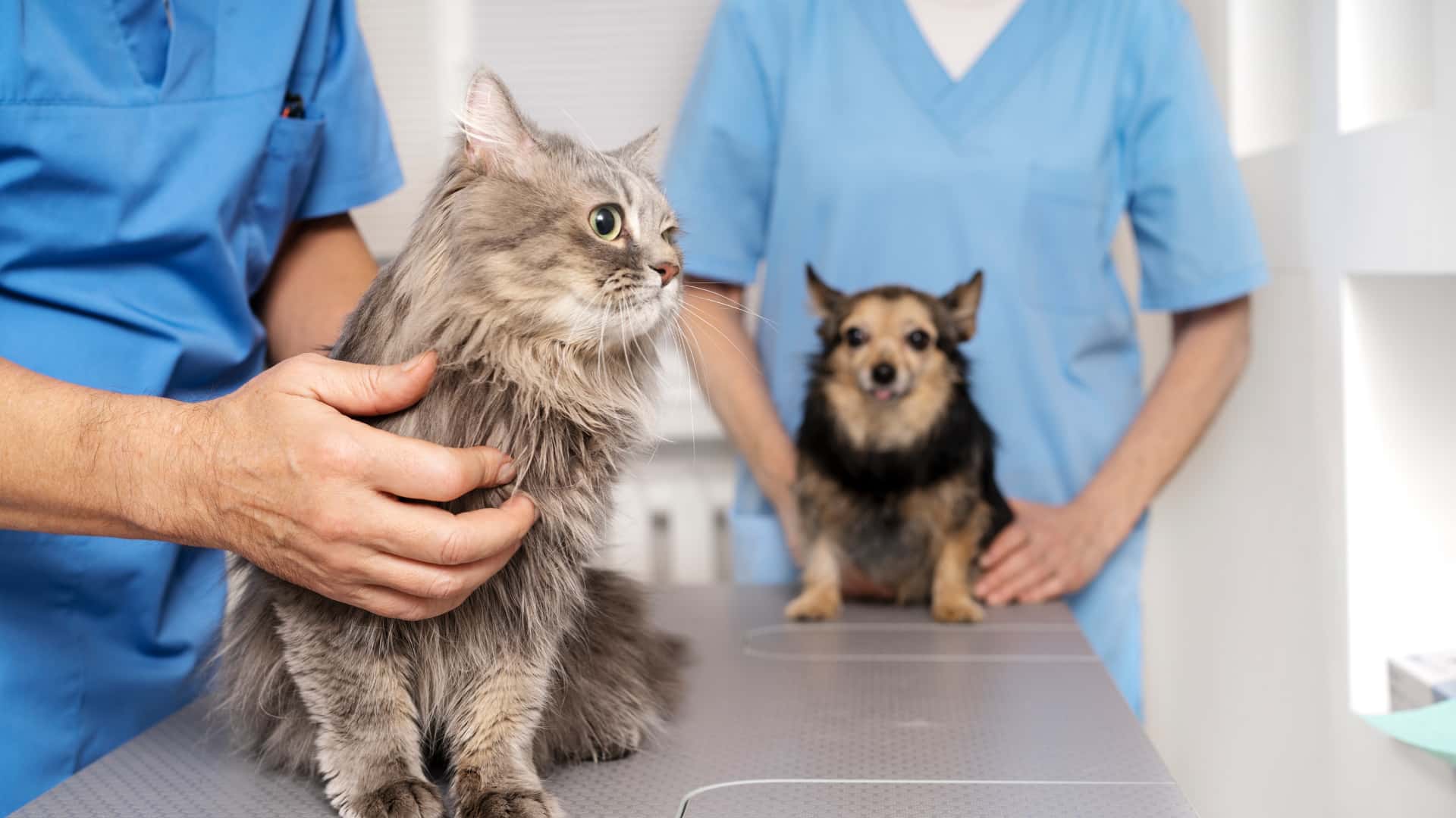 Pet IV Veteriner Kliniği - Evcil hayvanınız için profesyonel sağlık hizmetleri